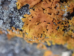 Xanthorioideae