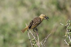 Ploceus