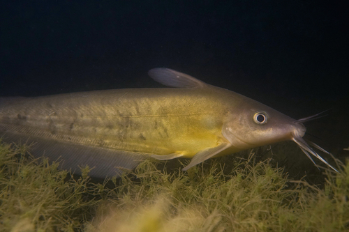 Black catfish (Neosilurus ater) — Plotosidae — 5