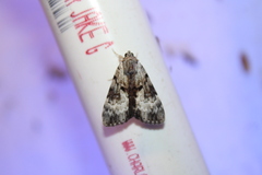 Catocala andromedae