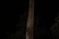 Eucalyptus propinqua