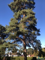 Pinus sylvestris