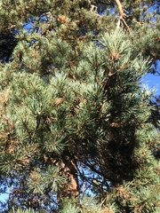 Pinus sylvestris