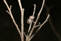 Eucalyptus tindaliae