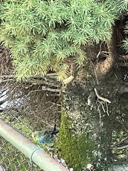 Melopsittacus undulatus