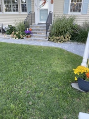 Melopsittacus undulatus