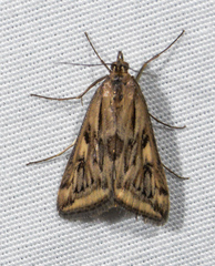 Loxostege cereralis