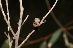 Eucalyptus tindaliae