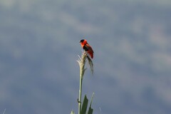 Euplectes franciscanus