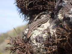 Gallotia galloti