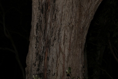 Eucalyptus tindaliae