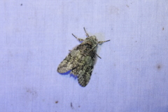 Macrurocampa marthesia