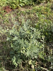 Parthenium hysterophorus