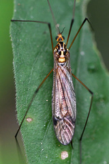 Nephrotoma