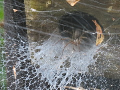 Araneae