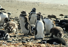 Spheniscus magellanicus