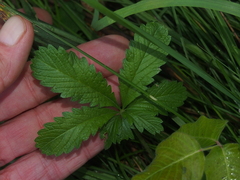 Potentilla