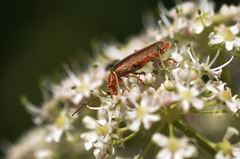 Cantharis