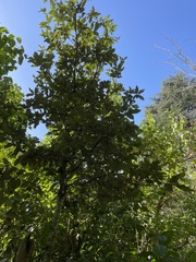 Quercus ilex