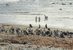 Spheniscus magellanicus