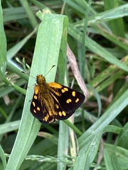 Metisella metis