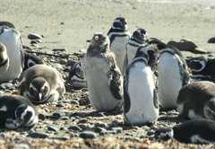 Spheniscus magellanicus