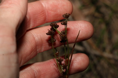 Juncus planifolius