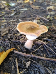 Armillaria