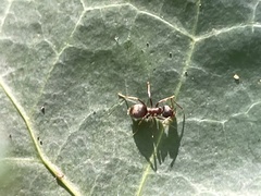 Lasius
