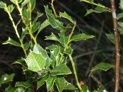 Maytenus ilicifolia
