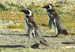 Spheniscus magellanicus