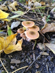 Armillaria