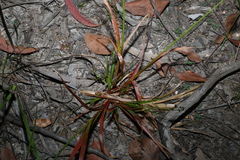 Juncus planifolius