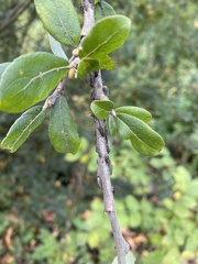 Tuberolachnus salignus