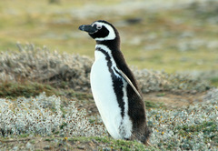Spheniscus magellanicus