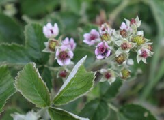 Rubus rigidus