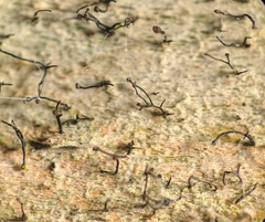 Chaenotheca brunneola