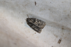 Acronicta