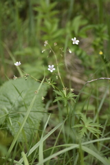 Geranium asiaticum