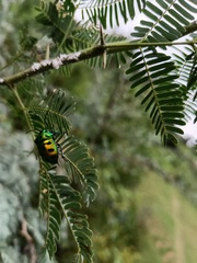 Chrysocoris