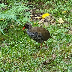 Gallirallus okinawae