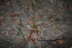 Juncus planifolius