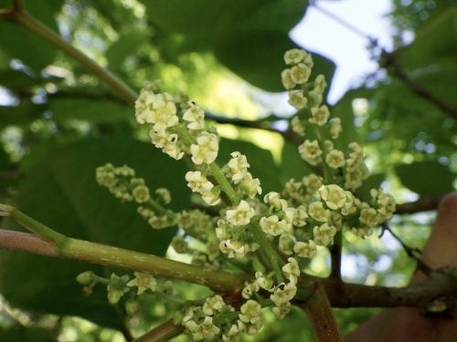 Toxicodendron orientale (Toxicodendron orientale)