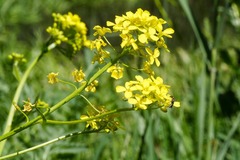 Rorippa amphibia