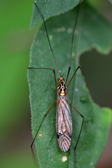 Nephrotoma