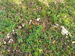 Basidiomycota