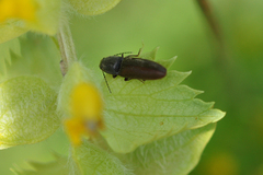 Athous haemorrhoidalis
