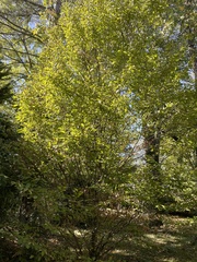 Carpinus betulus