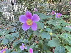 Eriocapitella hupehensis