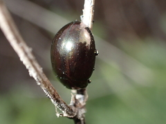 Chrysolina gemina